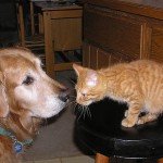 The difficult conversation of pet cremation...