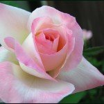 2258973326_03c0145f15 A rose by any other name - why must a cremation urn look like an URN?