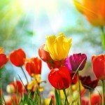 iStock_000008664639XSmall Beautiful thoughts for a beautiful day