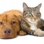 Dog and Cat together wide angle Custom pet urns from Une Belle Vie