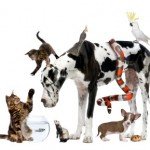 iStock_000013749619XSmall It