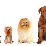 Perfect family companions...