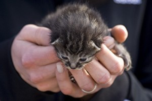 gift kitteh Photo by Umberto Salvagnin