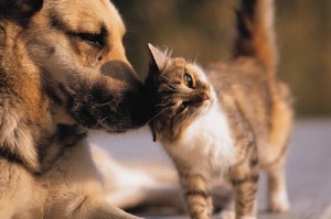dog & cat Photo by Yukari