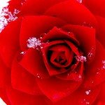rose Photo by Paulio Geordio