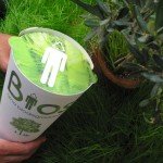 biodegradable urns