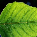green burial