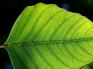 green burial